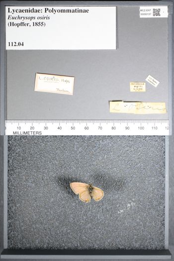 Media type: image;   Entomology 50137